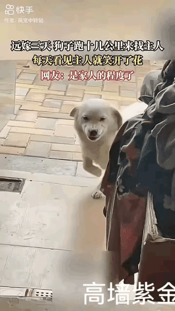 这是近期网络上非常火的一个暖心故事。讲述一位女生远嫁，娘家的狗狗因为思念主人，竟