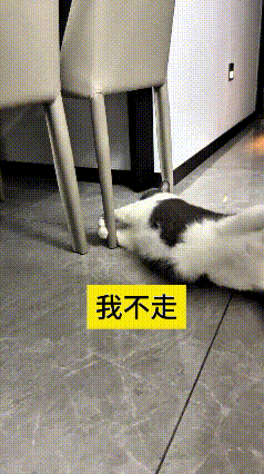 看到这个视频，瞅瞅这猫地就是床啊，分明是在给主人亮态度！想在哪儿睡就在哪儿睡，谁