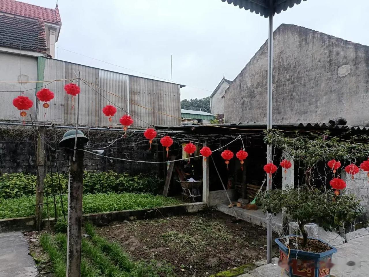 #越南春节习俗# 虽然还有大半个月才到春节（Chinese new year），