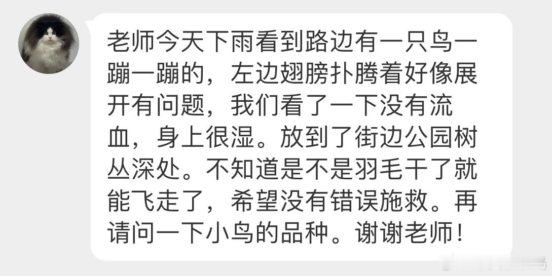 #鸟粉投稿# 路边捡到一只【灰山椒鸟】[开学季]羽毛湿漉漉的，可能是碰撞到了让孩