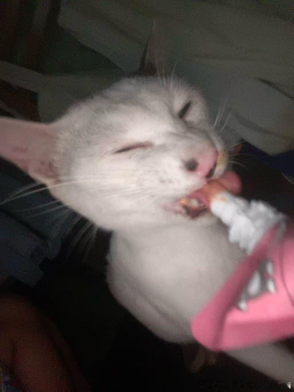 50205【丑猫】呀米呀米 