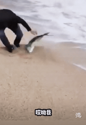 金枪鱼，很贵的！！[捂脸]