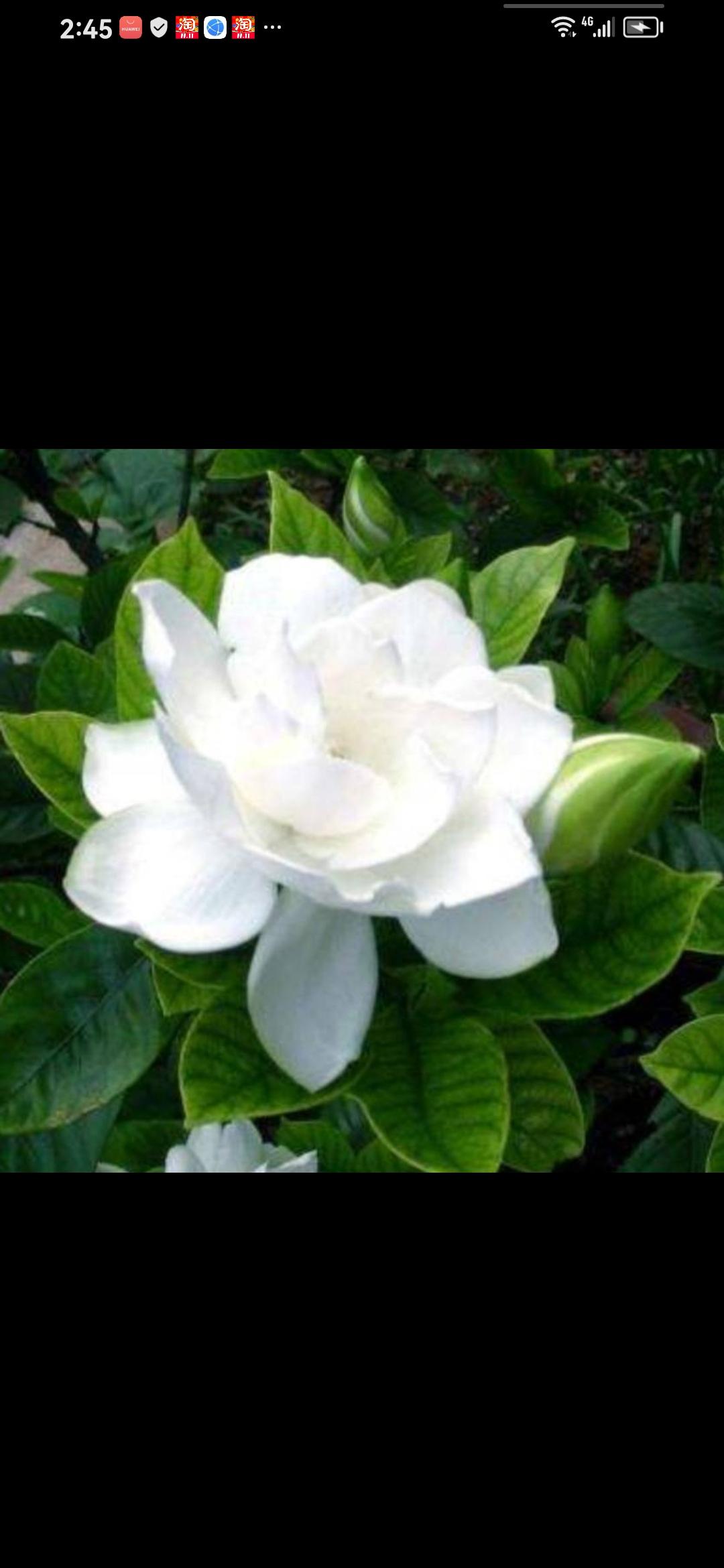 近期，柬埔寨发生的劫囚事件引发广泛关注，一名涉毒女子被公然劫走，不仅是对当地司法