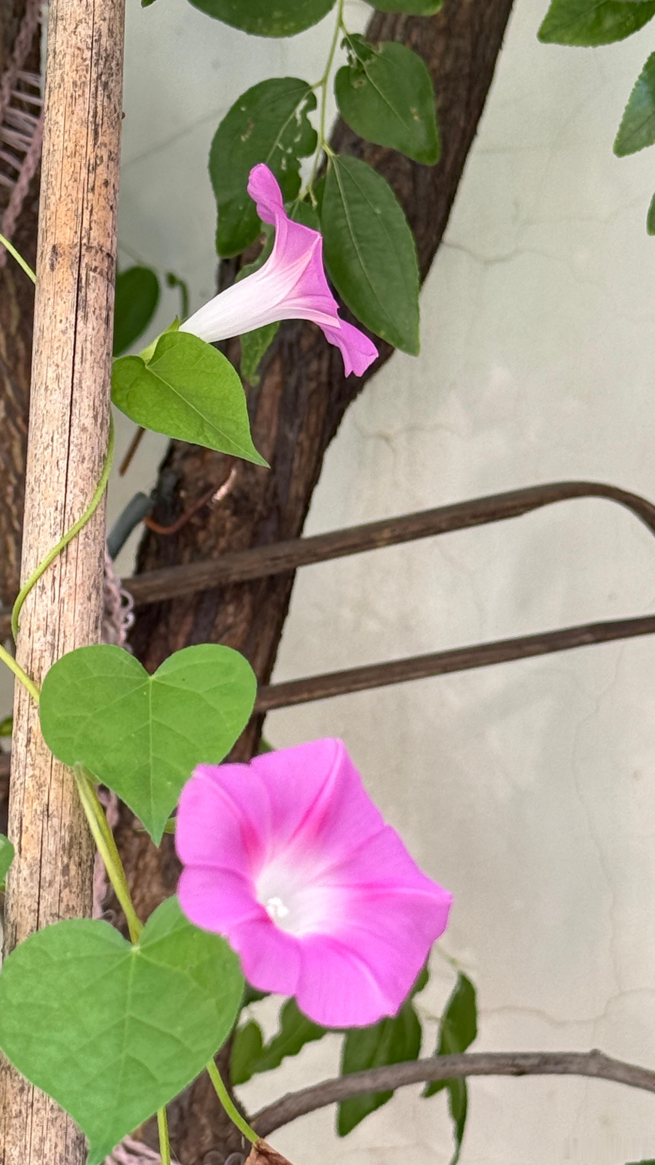 牵牛花 ​​​