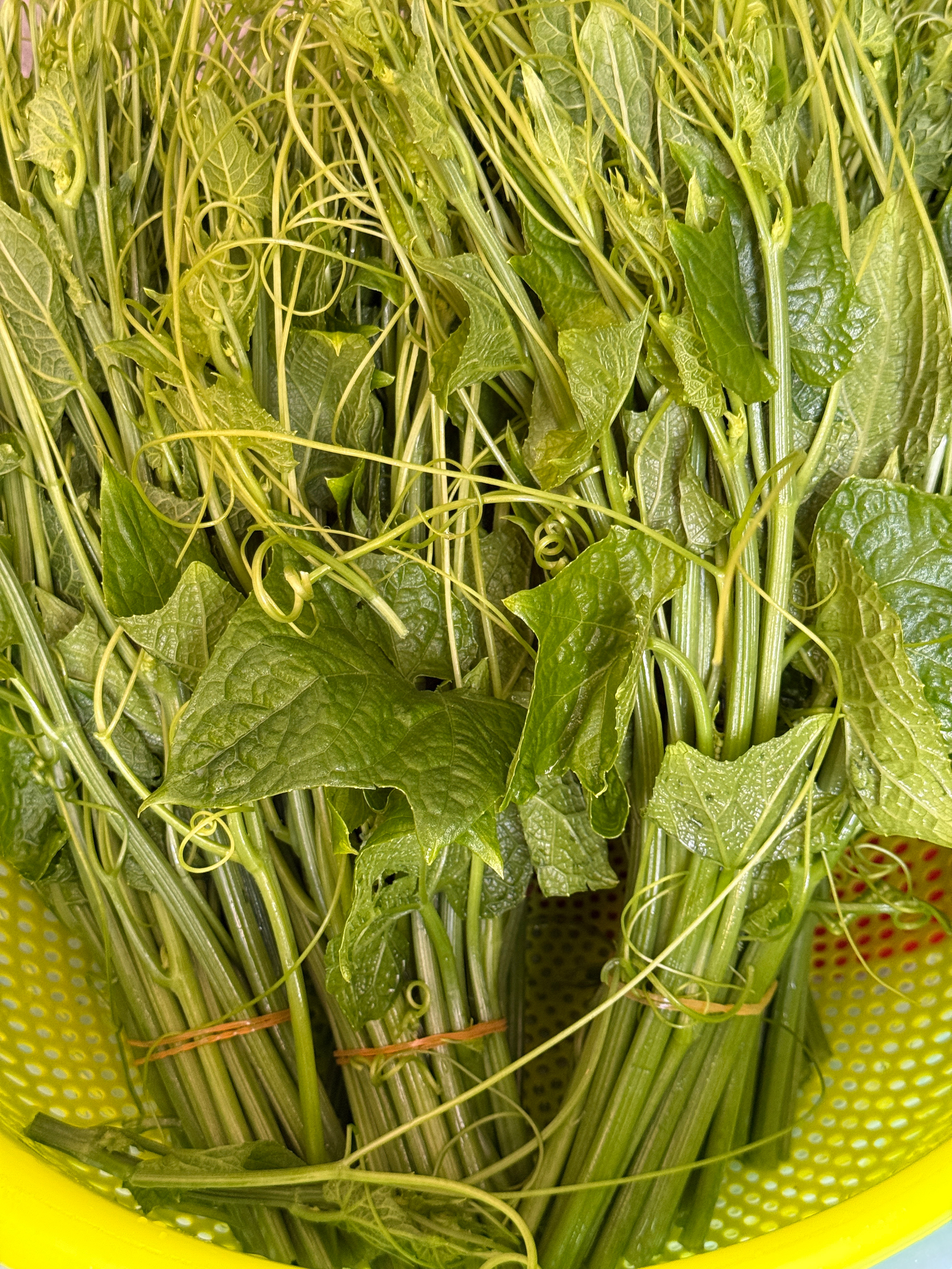 最爱的青菜之一～佛手瓜苗 