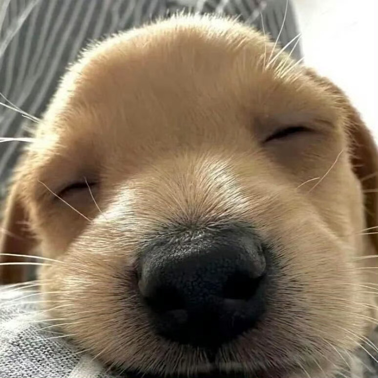 蒜鸟 一句话也不想说了 睡觉鸟 