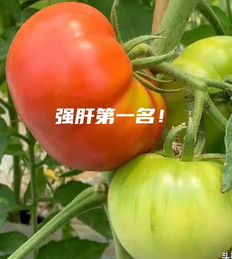 强肝第一名！你信吗？
酸不溜溜的，不怎么爽口、好吃。但我知道它的厉害。家里只要有