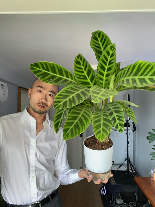 绿背（青背）天鹅绒竹芋