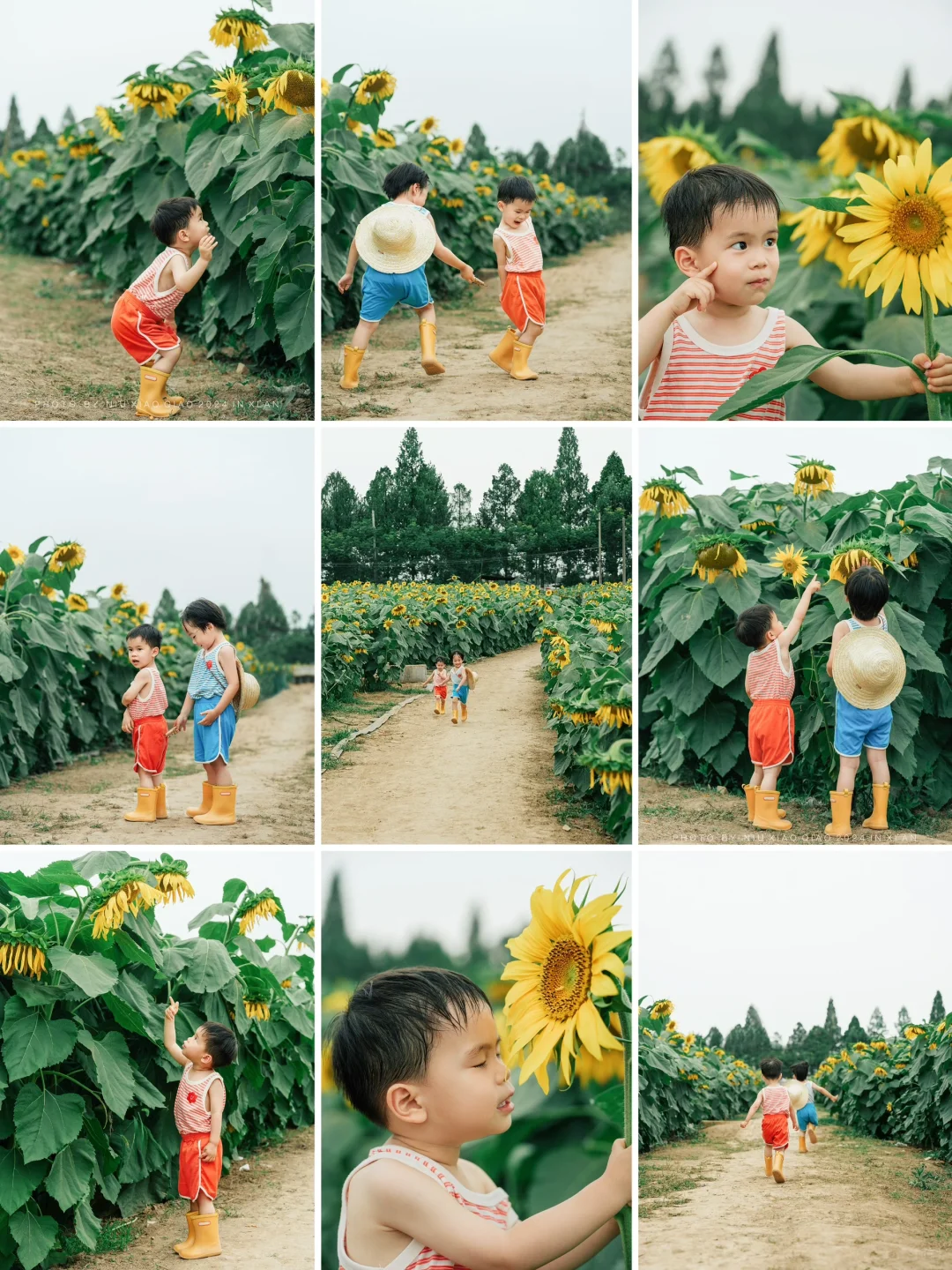 在西安｜像夏天一样热烈的向日葵🌻 附攻略