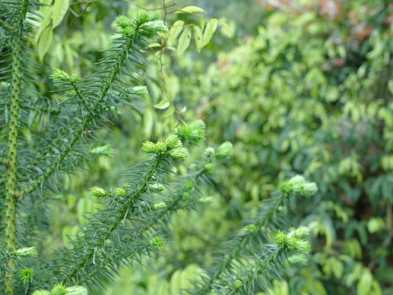 纳溪白节红土上，杉芽破土藏尽大山生机
   四月的一个周末，来到纳溪白节岩区，刚
