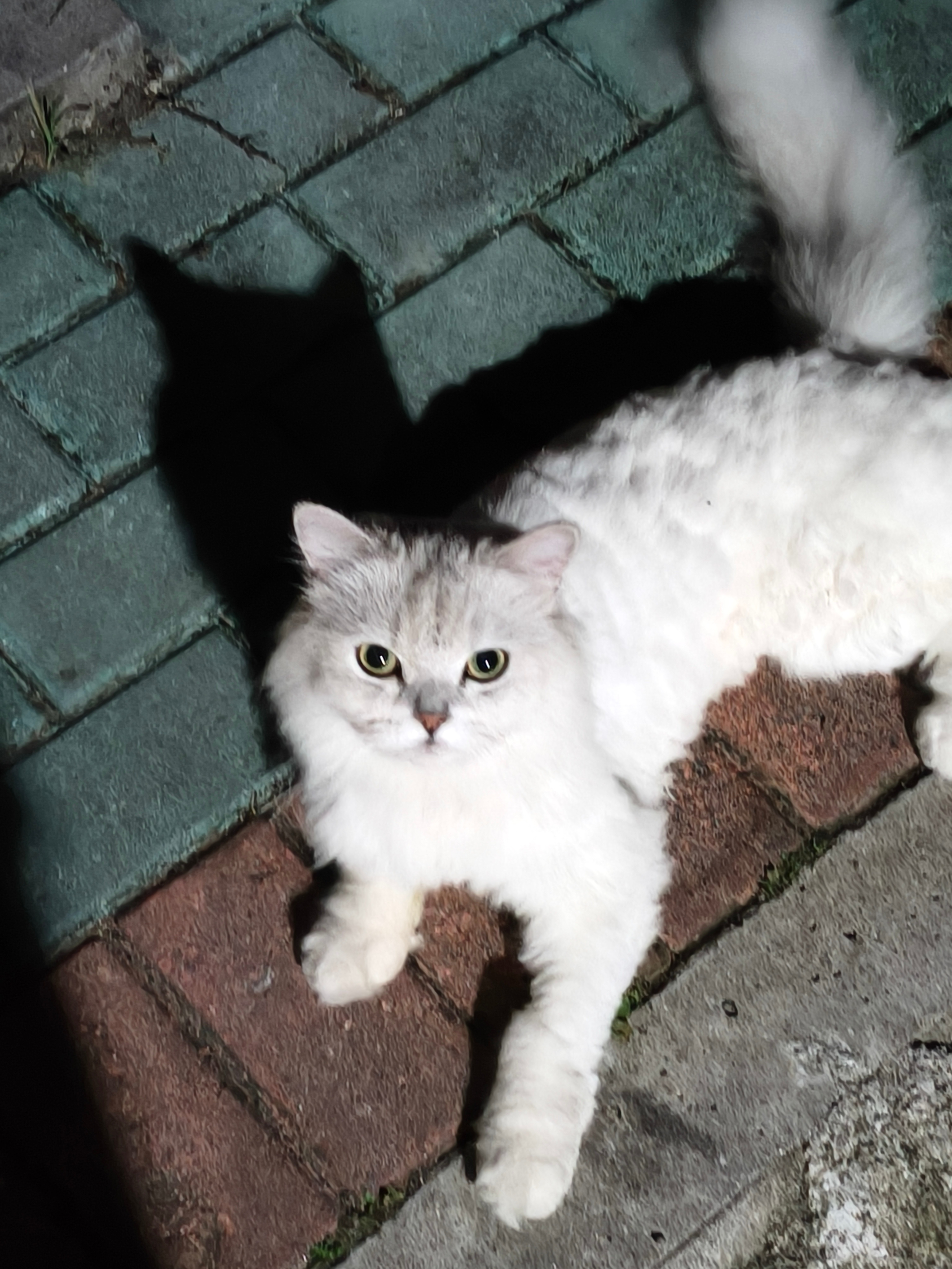 小🐱咪还挺有镜头感 