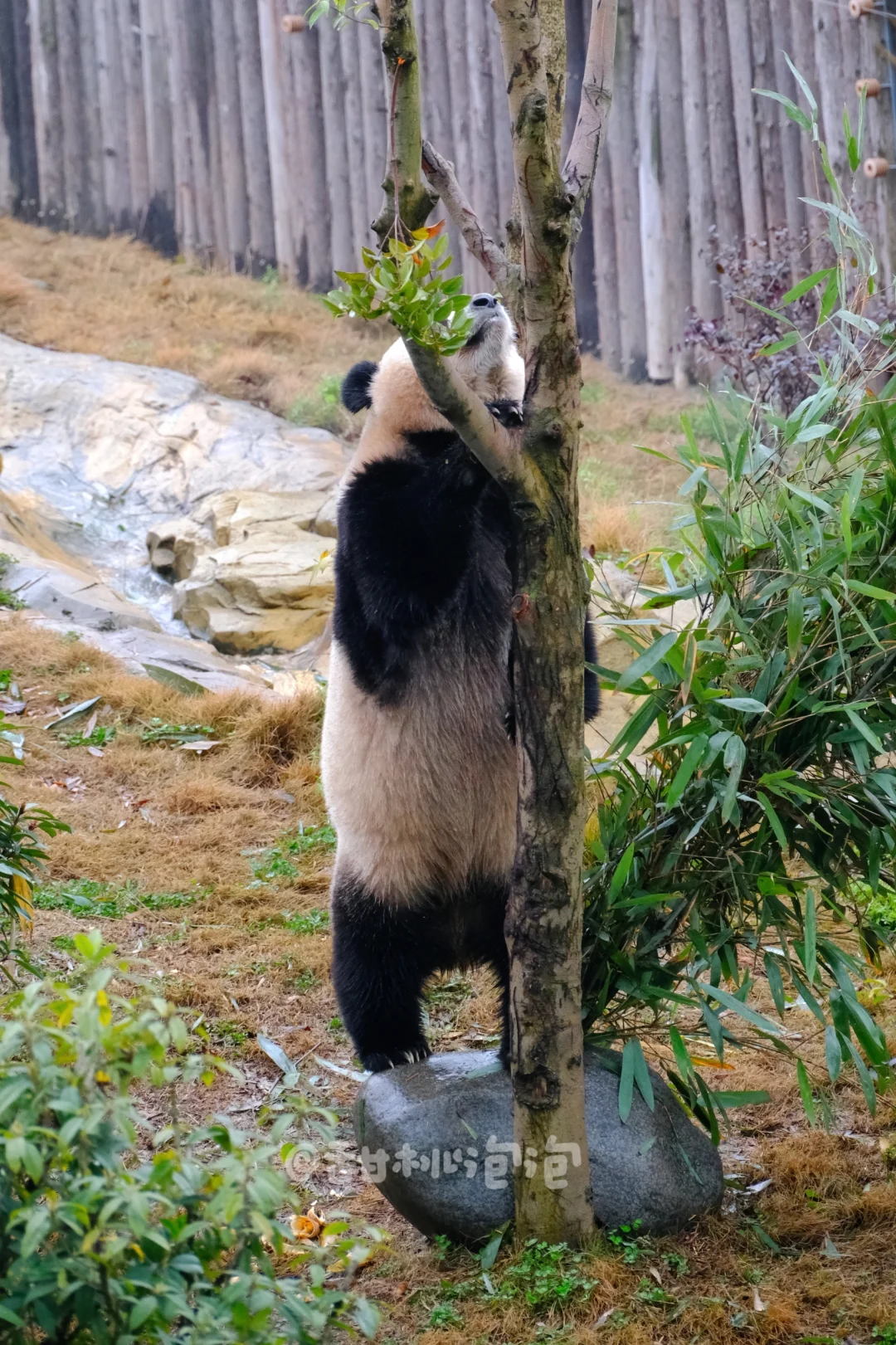 【大熊猫文静】妹妹吃竹子都要站起来拿