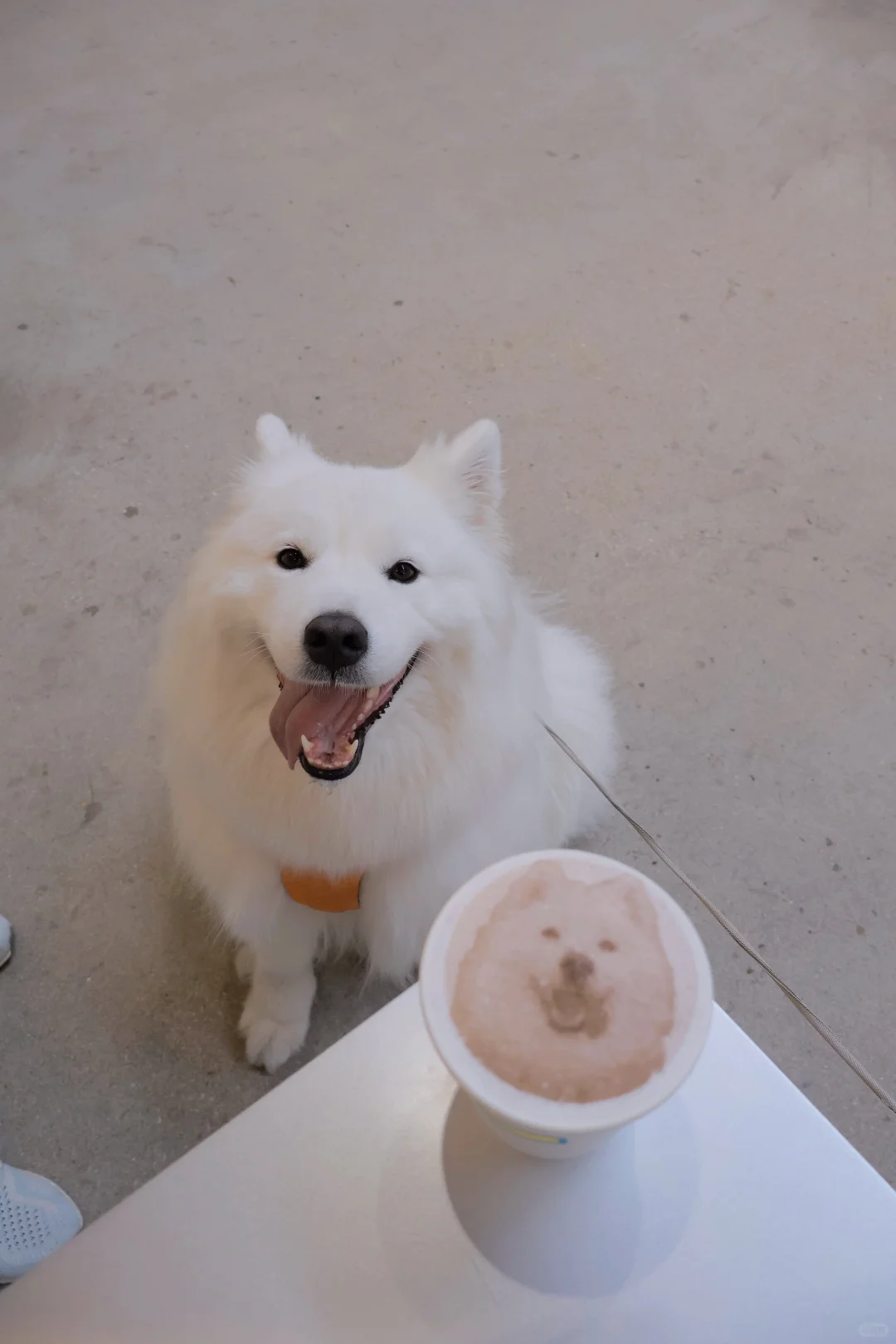 狗狗拿铁也是喝上啦！