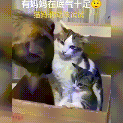 猫妈镇场就是牛！小奶猫敢骑狗，狗子全程不敢动
 
猫窝里岁月静好，毛孩子正跟猫妈