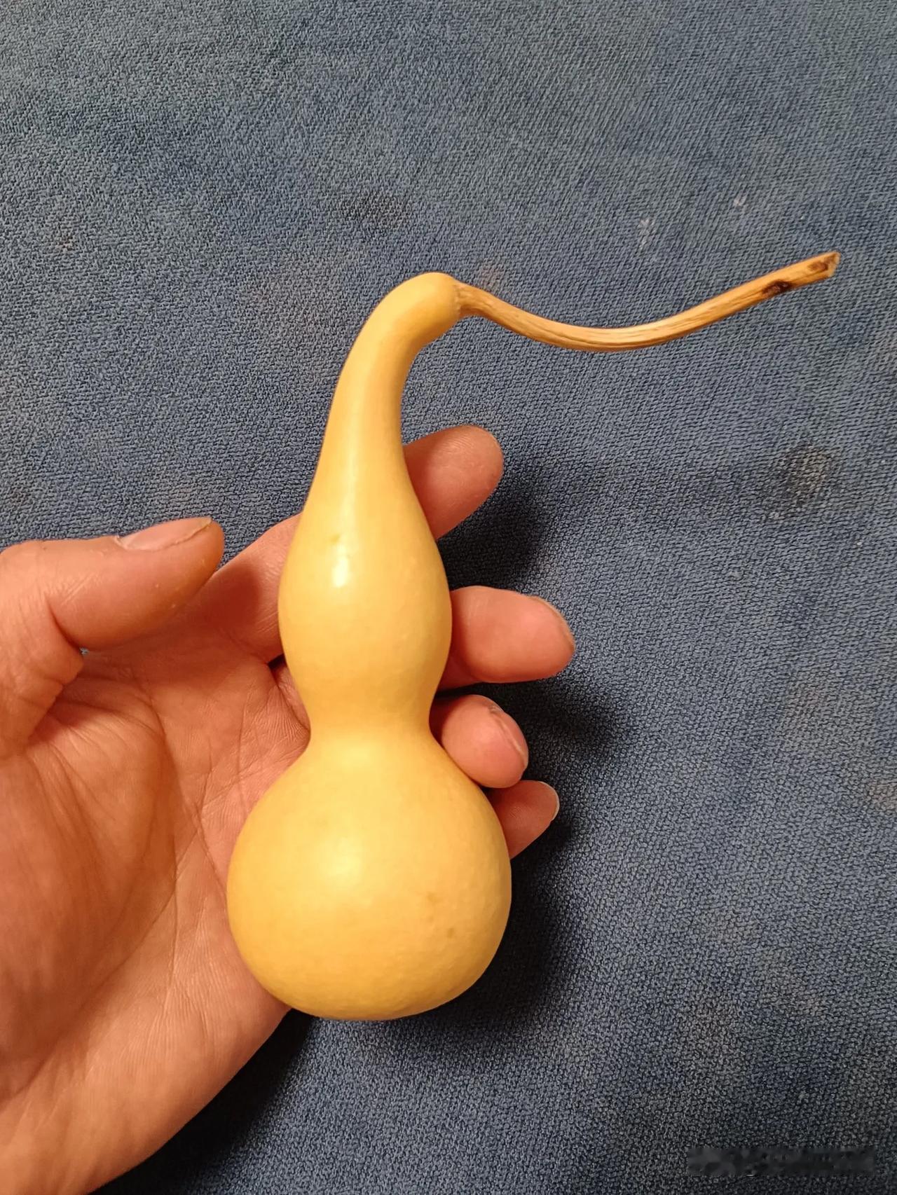 本年度自己种植的最接近本捻形体的本捻葫芦晒图了！
几百个葫芦里就寻得这么一把感觉