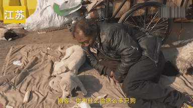 四海为家却不忘善良
可能自己的温饱都难以解决[流泪]
却收养了7条流浪狗甚至还给