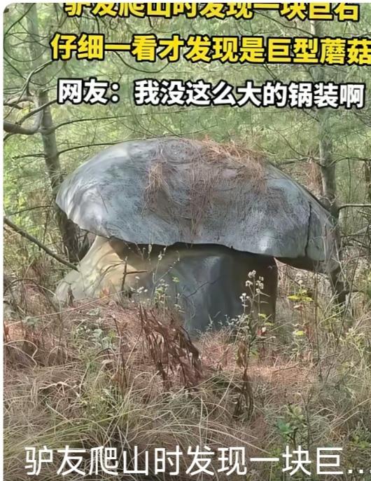 有些人从来没有见过这么大的蘑菇吧。在云南蘑菇就是多，你看那黑不溜秋的东西，像一个