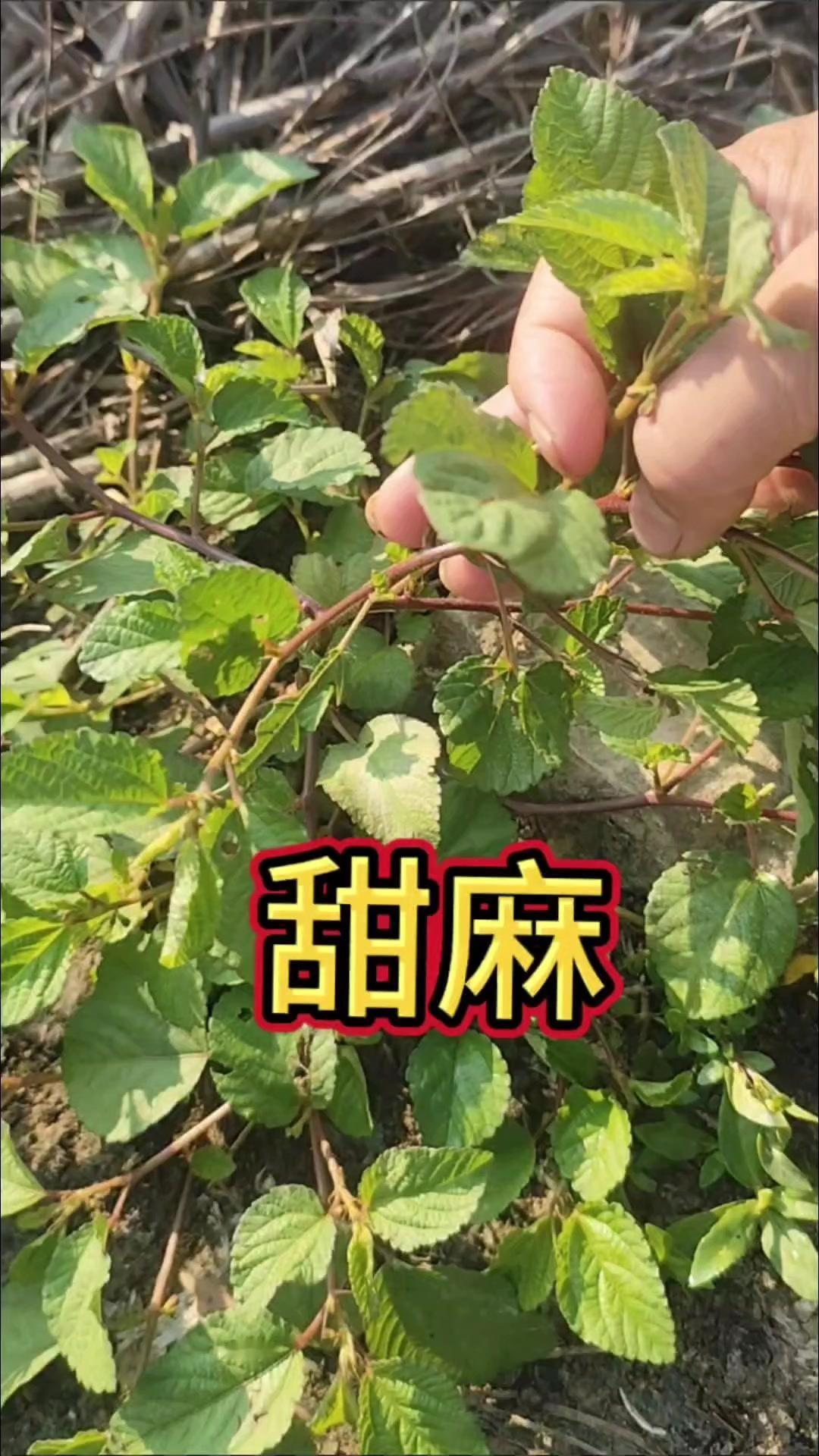 这种叫田麻（又称甜麻）的植物，常被当成没用的杂草。但有经验的村里人会把它拔回家，