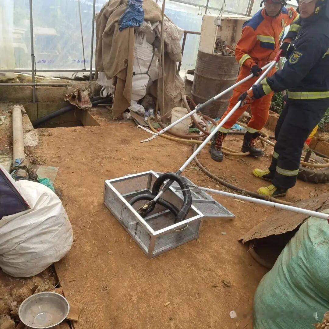 近日，在云南省通海县杨广镇某村，一村民到自己家水窑取水时，突然发现水窑里有一条两