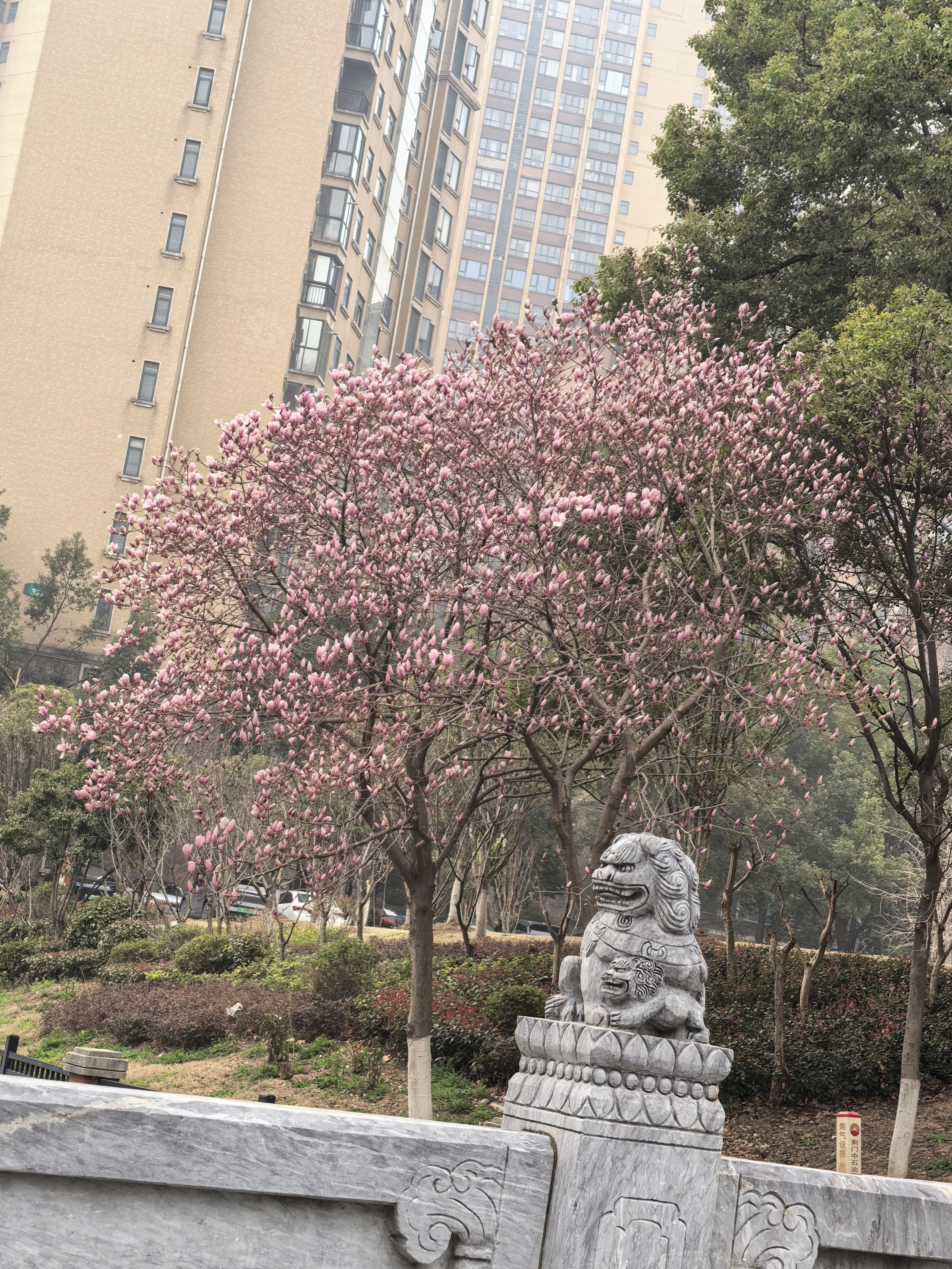 早安！小区的花都开了！