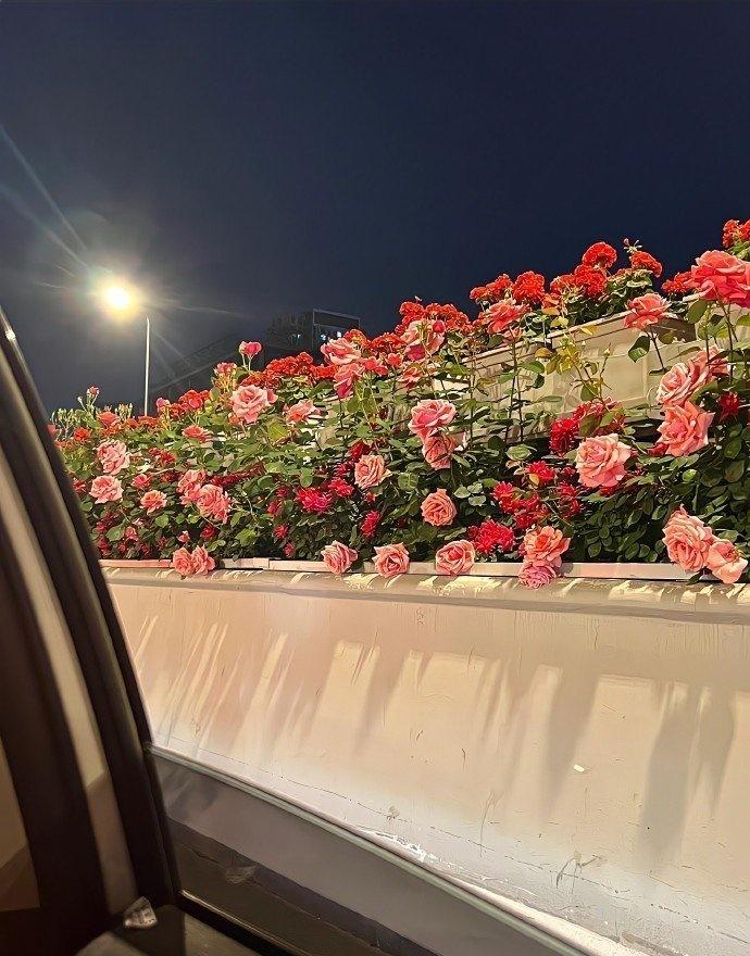 杭州高架上的专属浪漫。 

cr.大叔来了 ​​​