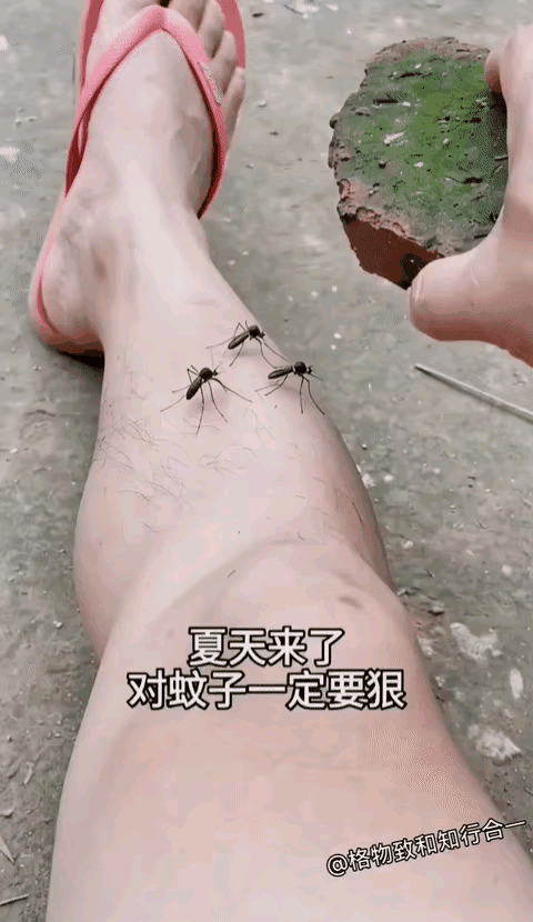 解气
对付蚊子就得下手狠一点[捂脸]