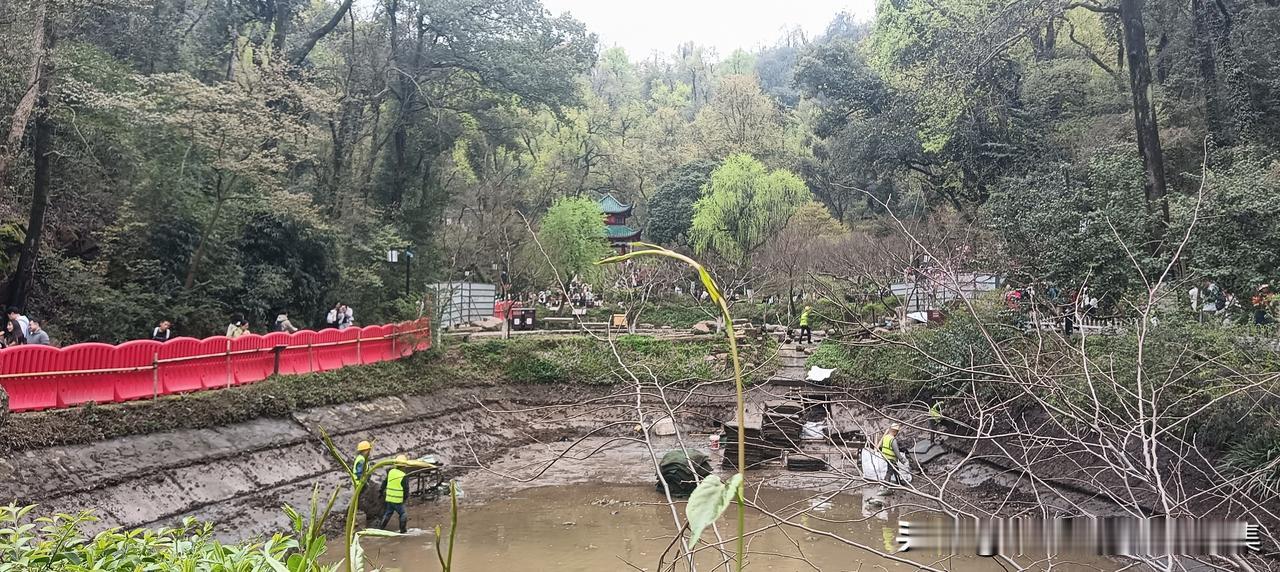 大利好，今天岳麓山爱晚亭前的鱼塘在干塘抓鱼[抠鼻]