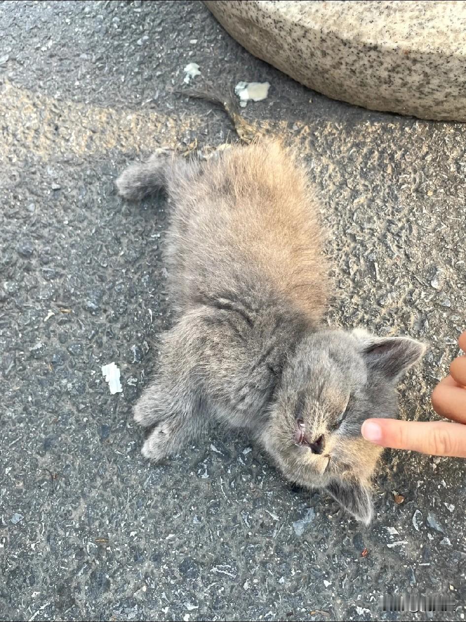 陪儿子米奇在医院耗了一周，我整个人烦得快炸了。傍晚牵他出去买饭，医院门口蜷着一只