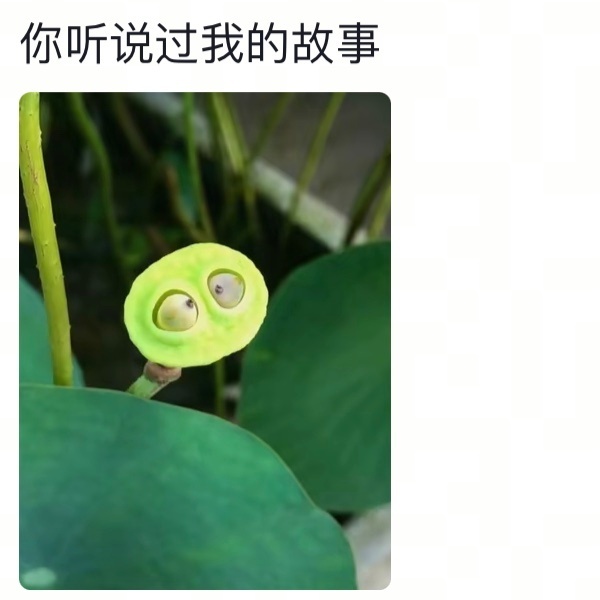 莲蓬是一种表情很丰富的植物