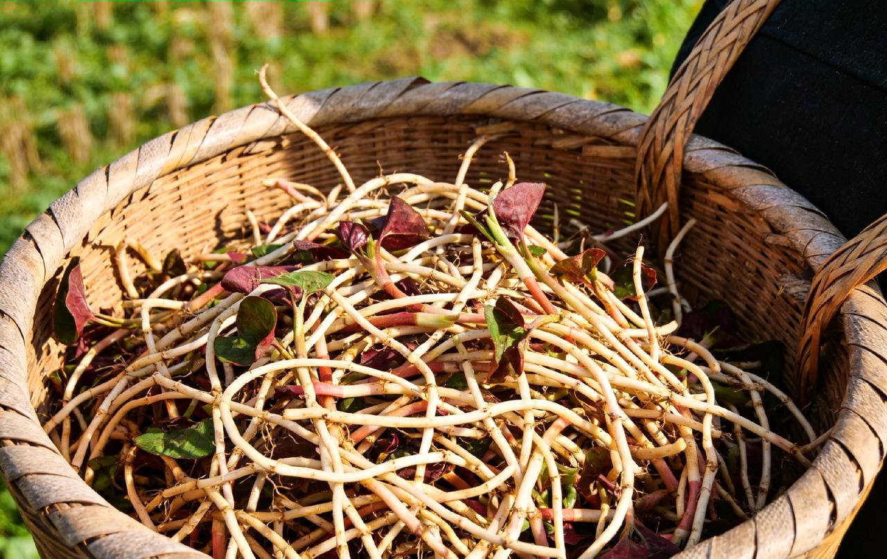 童年割苕条的时光

        小时候，我并未觉得日子有多苦。九岁那年，我便