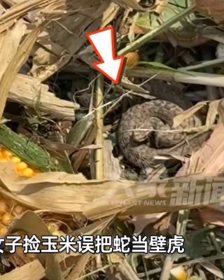 “吓死个人”！9月17日，河南驻马店，一女子在地里捡玉米时，忽然看到玉米旁有只“