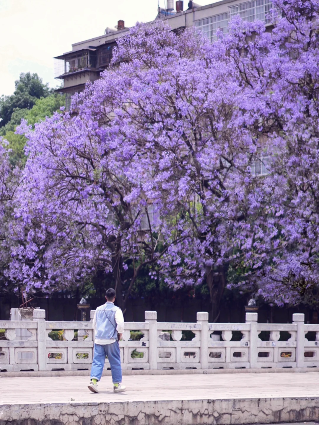“后来我逢人便说，5月的昆明有多浪漫！”💜