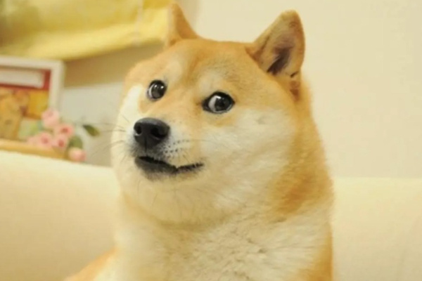原来[doge]这个柴犬表情包英文叫 doge，注意发音/doʊdʒ/。#dog