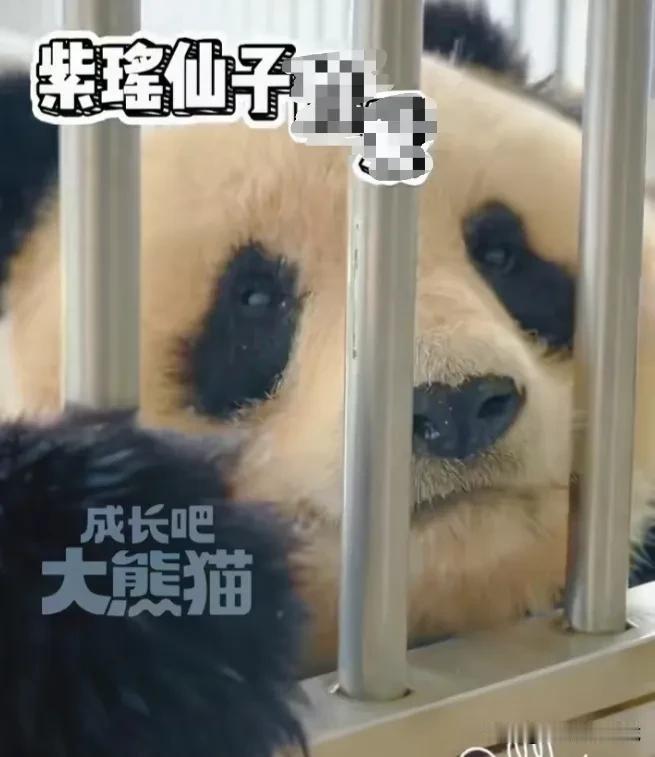 野外救助回来的紫瑶在胡奶爸的精心照顾下，越来越适应现在的生活了！[赞]
    