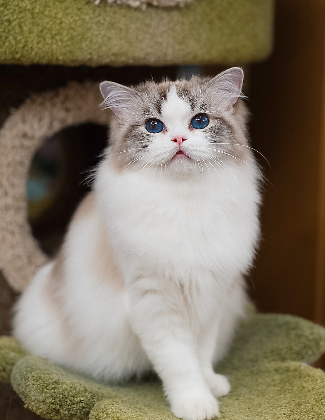 退役猫找家：美乐蒂，海豹山猫双色妹妹，2岁多，已绝育，随时能去新家真正的小狗猫，