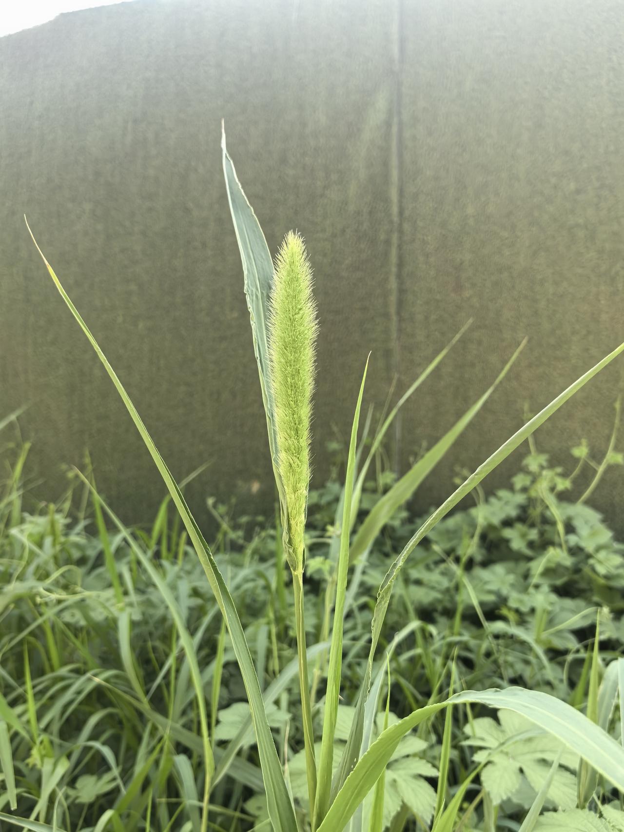 “绿意盎然的自然，静谧的午后时光”🌿🍃🌿