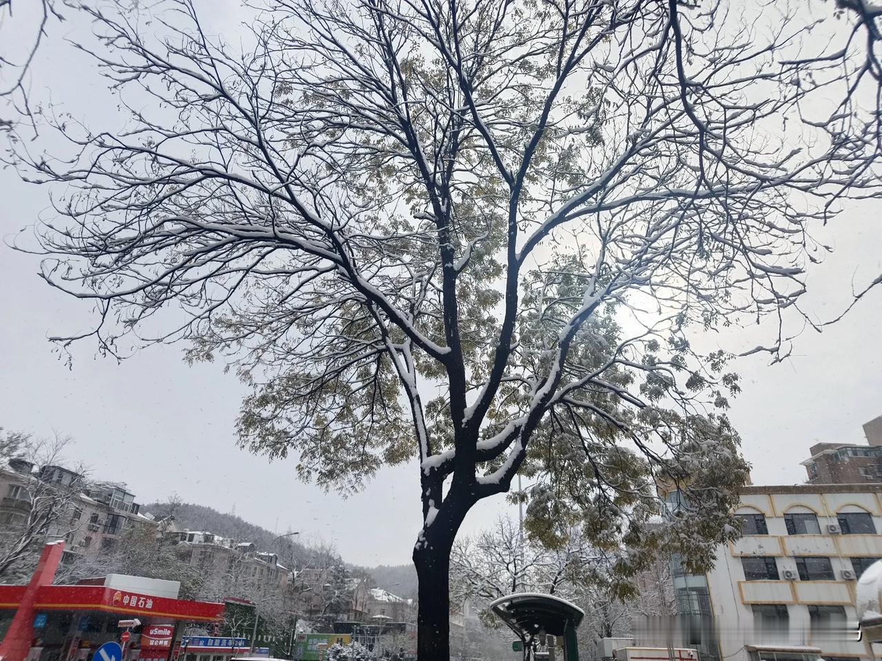 大连，暴雪黄色预警