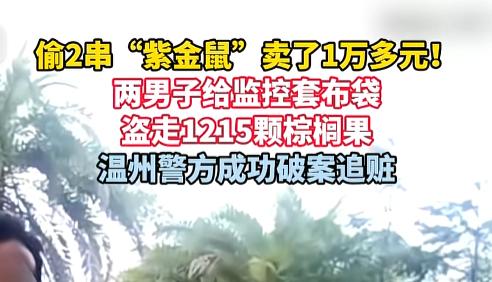 7月31日，温州俩老哥给监控套上布袋，硬薅了绿化带1215颗棕榈果，转手卖了一万