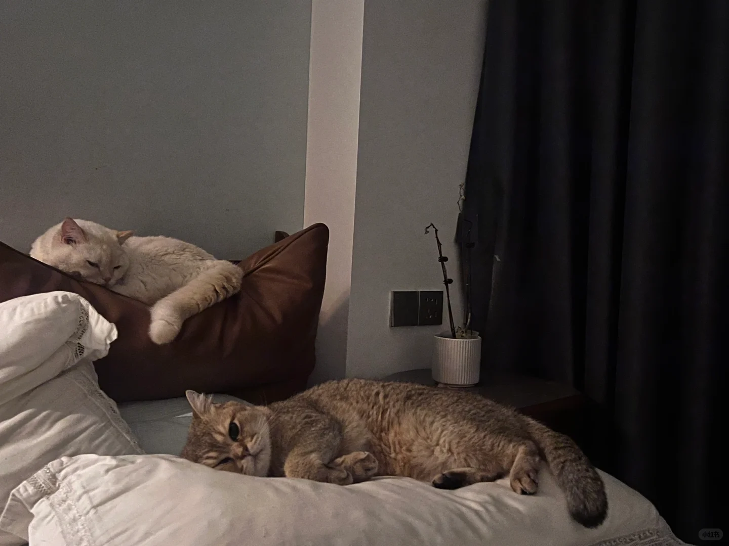 谁的床边没两只小猫咪陪睡呢～