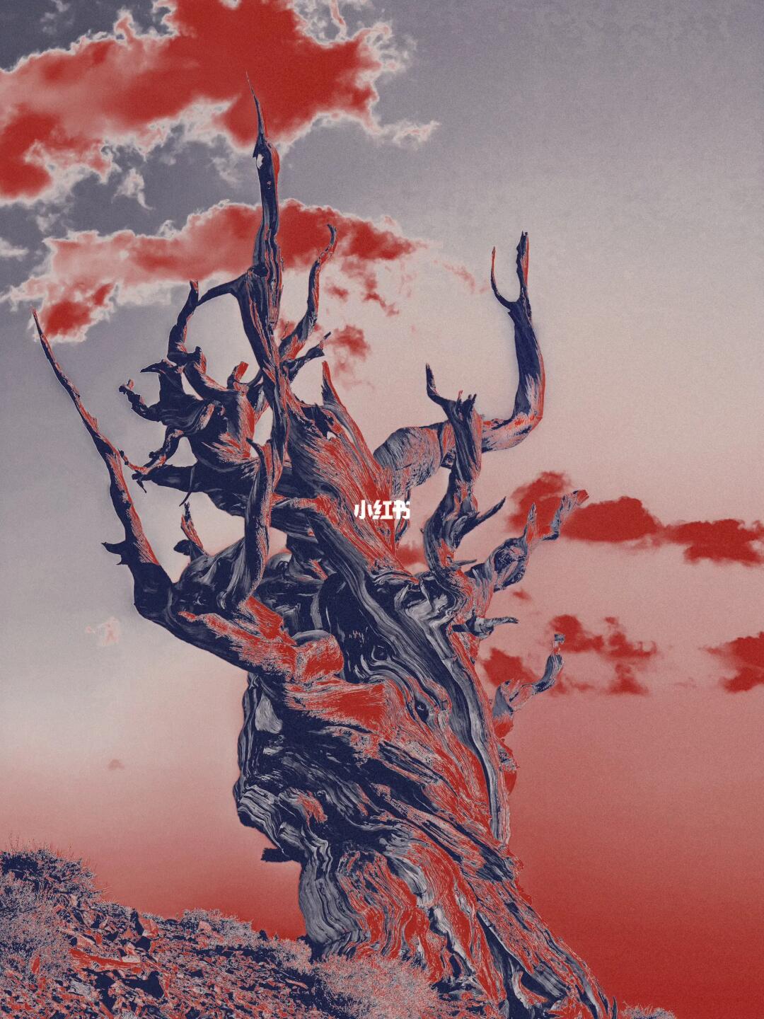 𝓓𝓻𝓮𝓪𝓶𝔂 𝓽𝓻𝓮𝓮𝓼