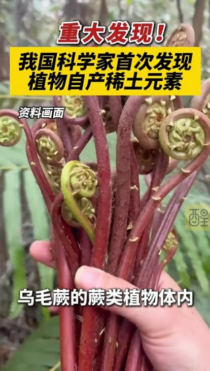 国运来了挡都挡不住！平时随处可见的乌毛蕨，被我国科研人员一研究，直接炸出世界级大