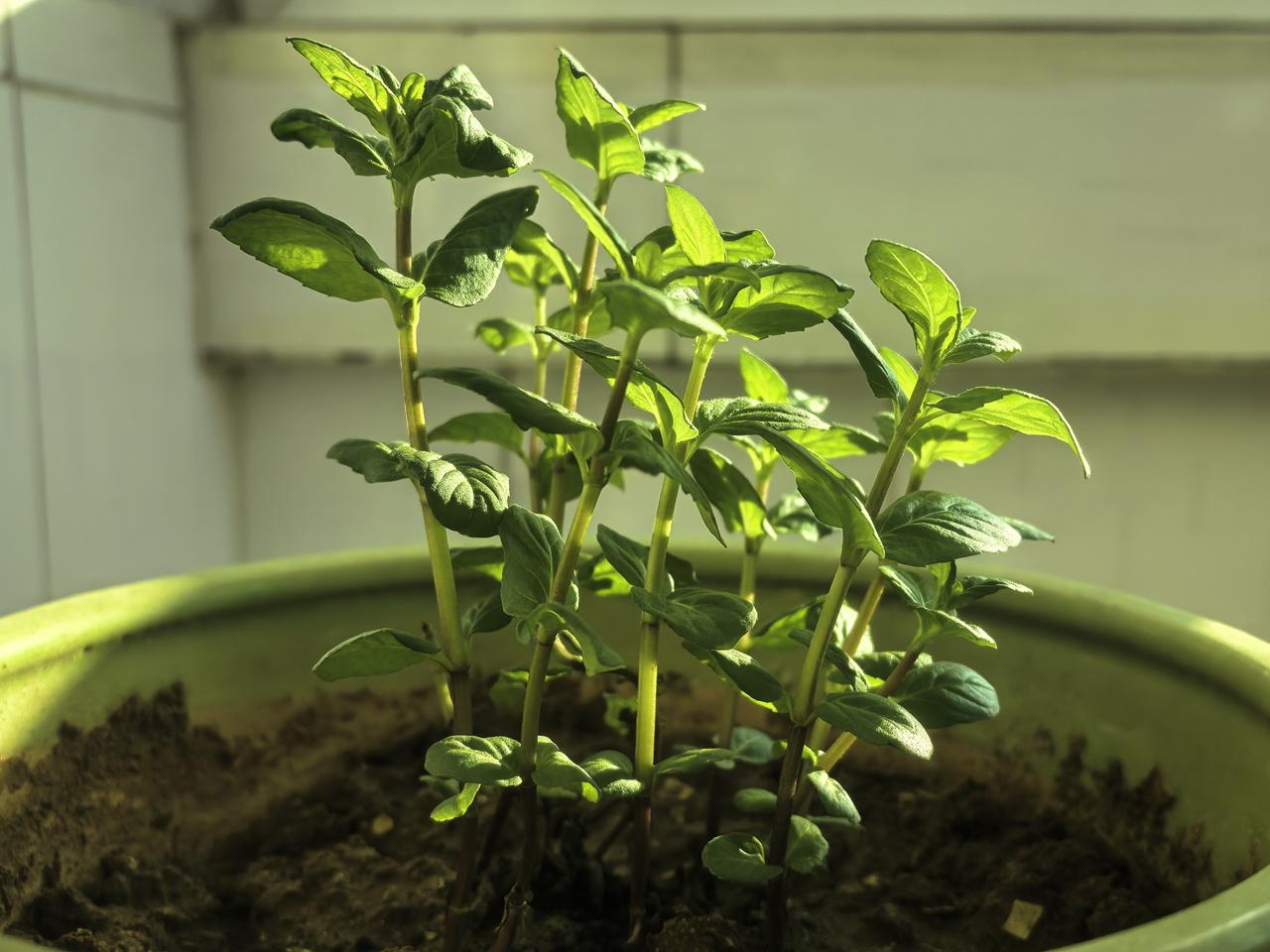 春日生活打卡季薄荷，生活中的调味剂，又麻又凉，舒爽可口，也给生活增添了无限趣味。