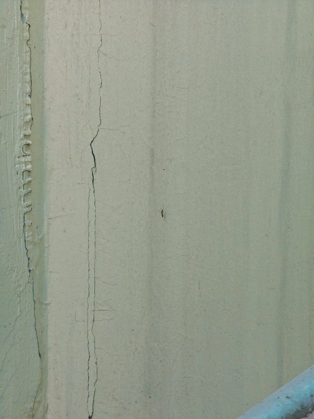 现在零下，我撞到一只蚊子活的，最后飞到墙上去了。我真是惊呆了。头一次在这么冷的地