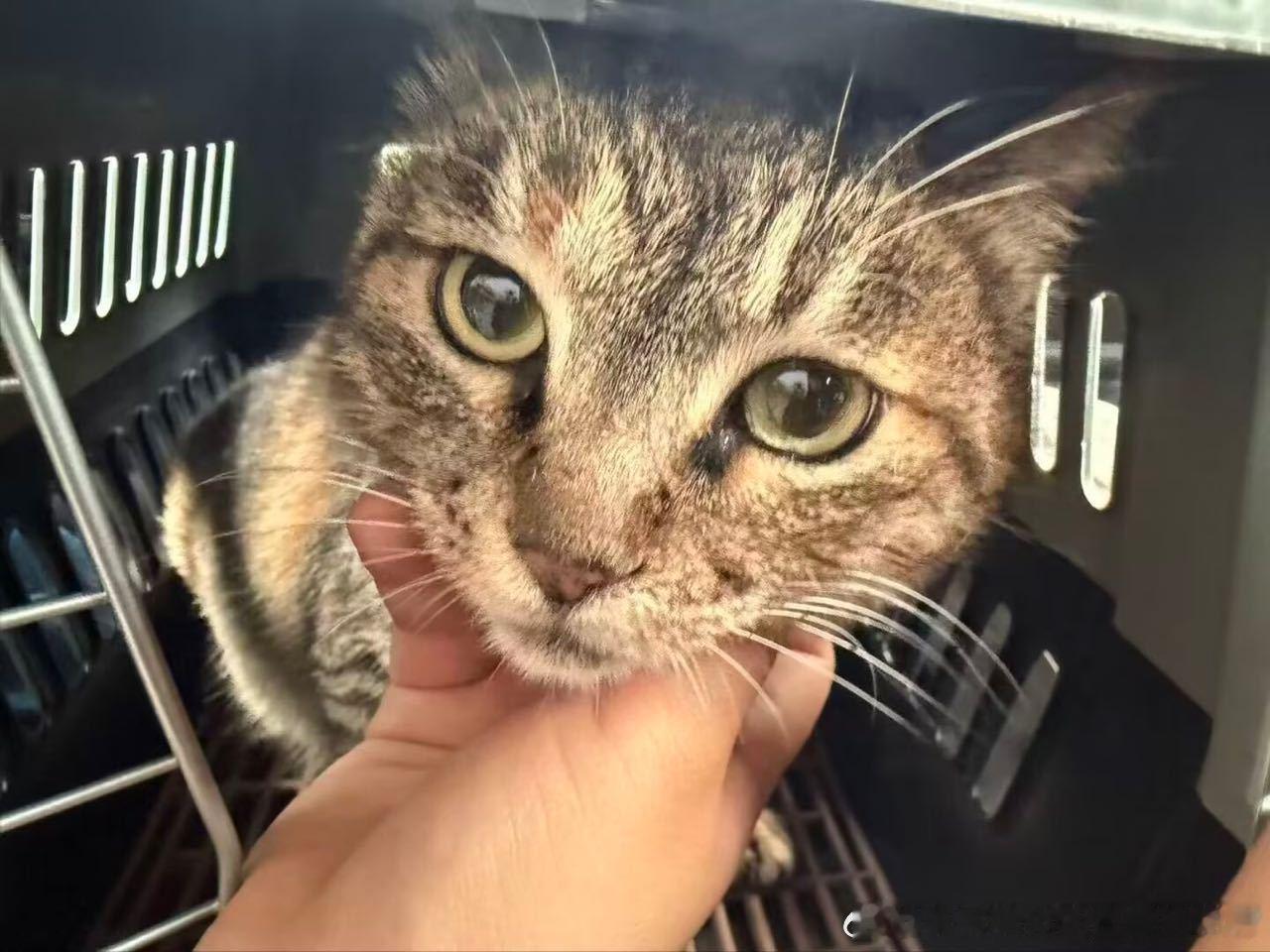 49138【小猫领养求扩】我们学校‬顶流最受欢的迎‬小猫小寡正在找领养❗目前刚出