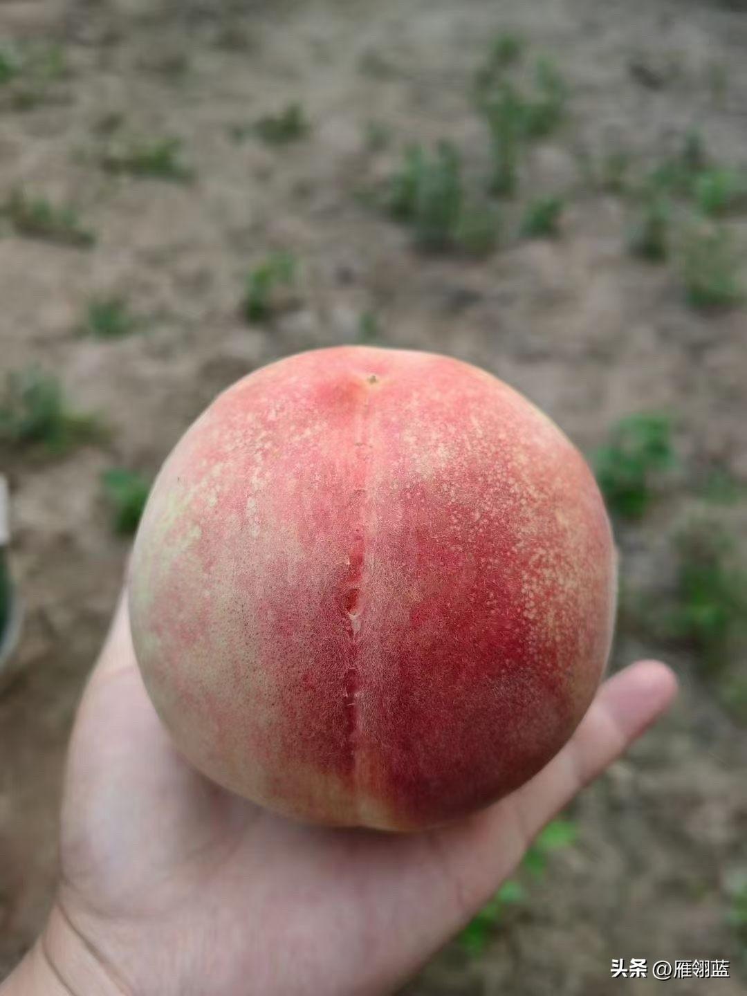 兰州安宁的白凤桃从现在开始已经大量上市，其实兰州不止安宁有白凤桃，有皋兰什川白凤