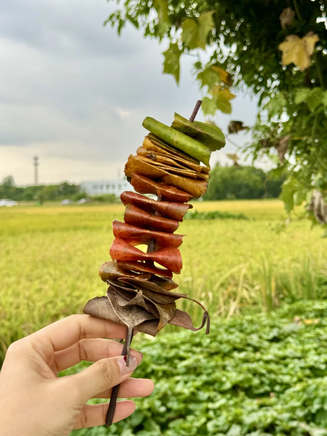 秋天的落叶烤串🍂一起进山徒步捡秋🌳