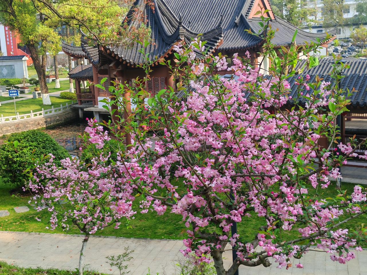 晒图笔记大赛武汉市马鞍山森林公园东湖笛园里的海棠花，在亭台楼阁的衬托下格外美丽。