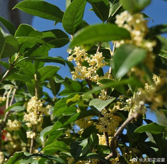 十一长假超好玩十一接力打卡 秋日的中山公园繁花盛放，各色花卉交织成绚烂花海。姹紫