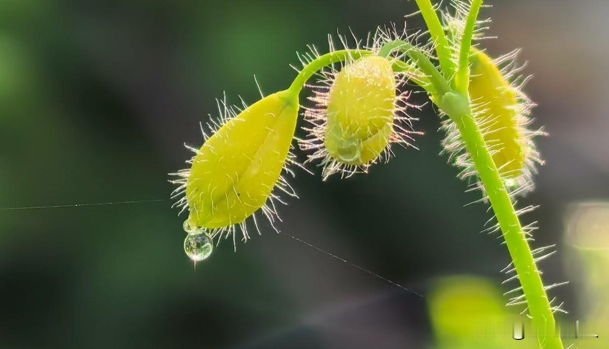 真心话茶局清晨的花朵含苞欲放娇艳欲滴。生机勃勃春意盎然
