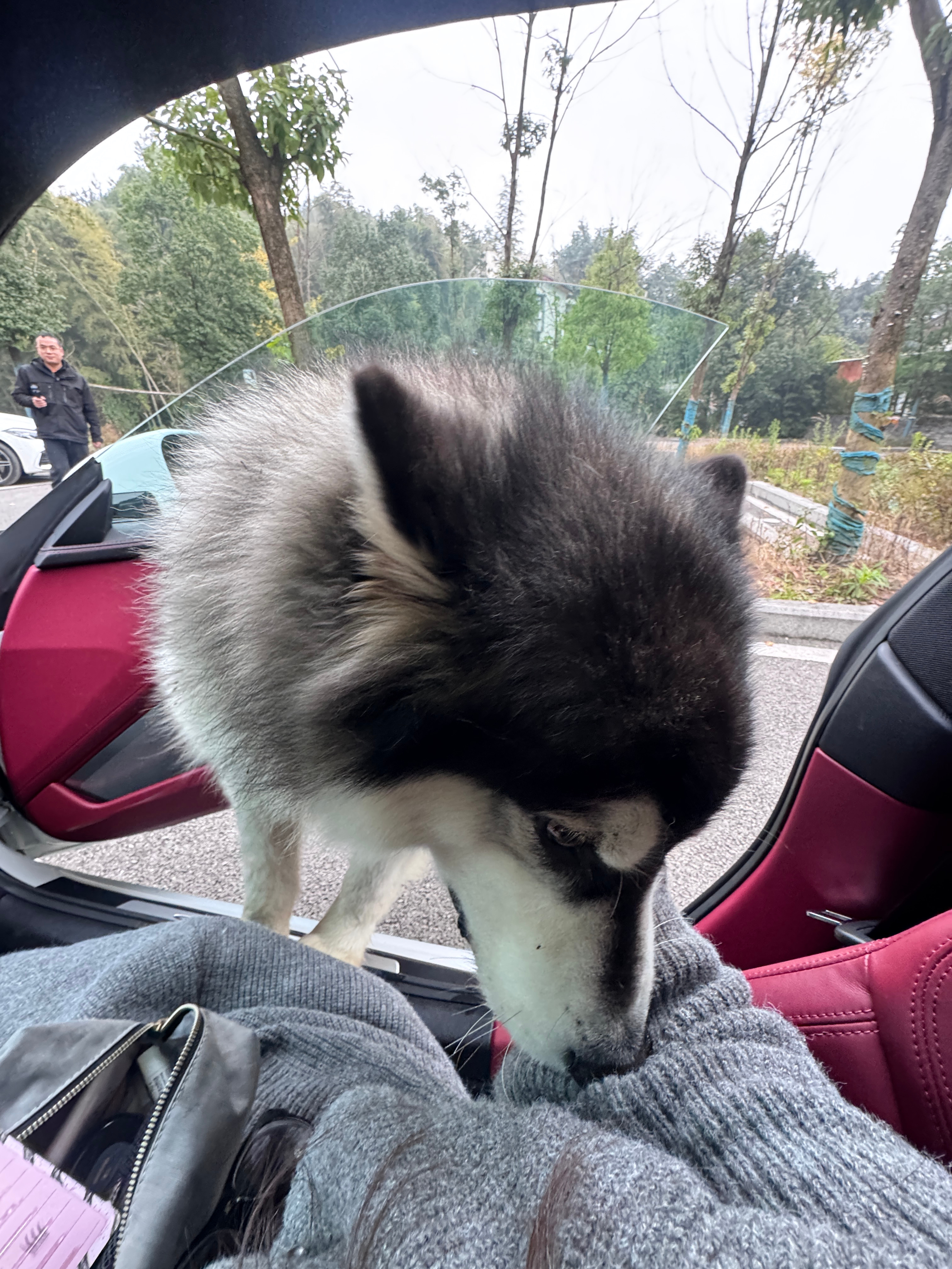 啊啊啊啊啊 化妆画着画着突然钻进来一只阿拉斯猪！！！张个大嘴就来了哈哈哈哈 图2